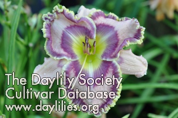 Daylily Count Your Assets